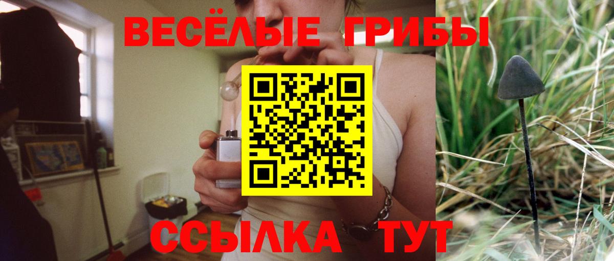 Псилоцибиновые грибы Psilocybe Курчатов